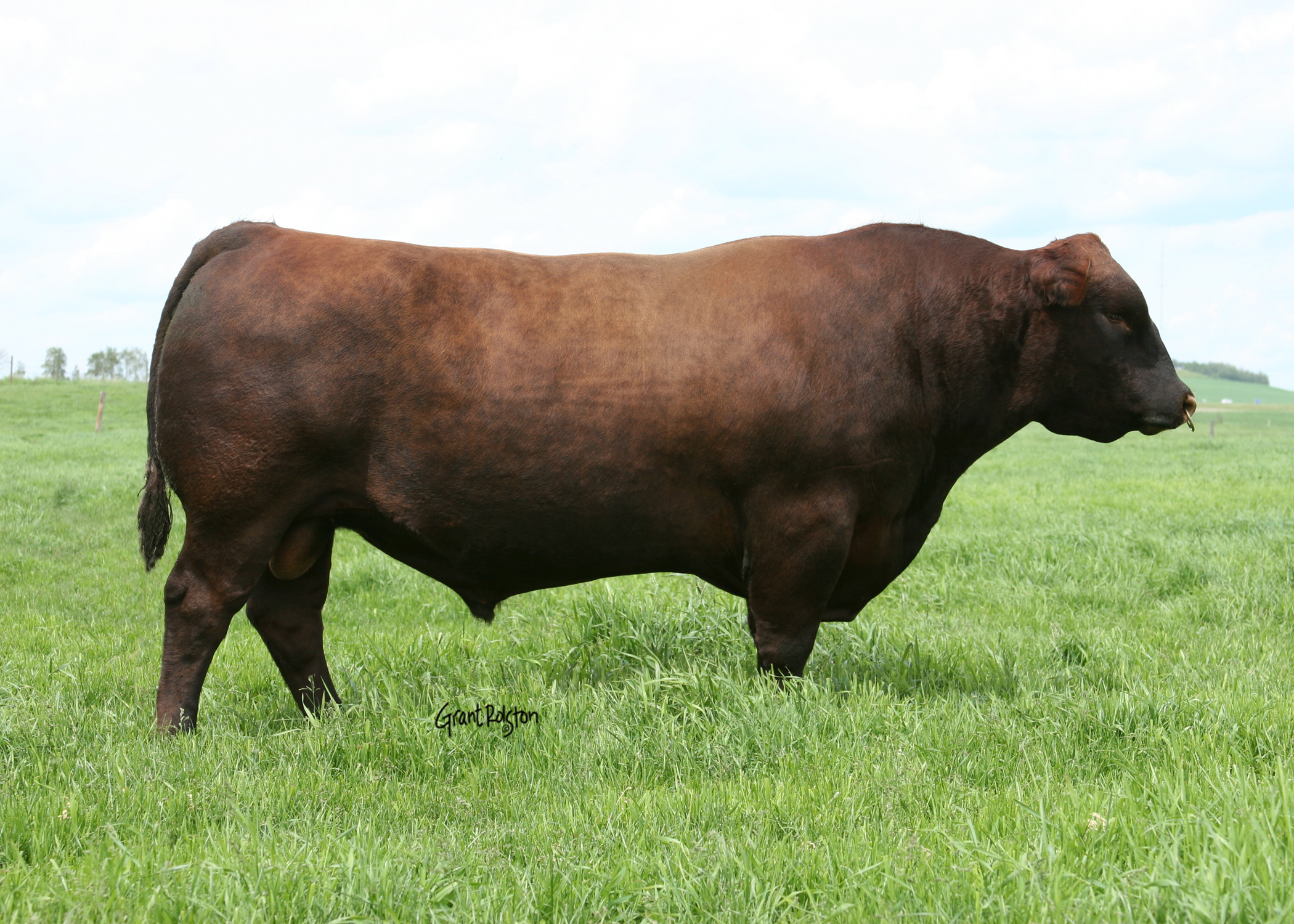 ABS Pecplan Touro RED ANGUS OLES OSCAR 29AR0225 Galeria Corte